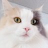 さいとう 的头像