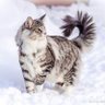 Aynur Suleymanova's profile picture