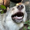 驭稻飞行学家 profil fotoğrafı
