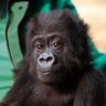 ApeAge's profile picture