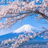 Фото профиля シンママのMitora