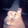 Profilbild von Cats That Make You Go Awww