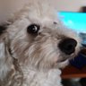 santiago's profile picture