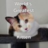 CatFoodie🇮🇱 profil fotoğrafı