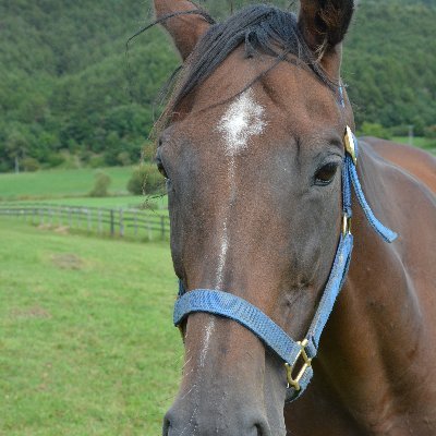🐎K.KIMURA🐎URAKAWA's profile picture