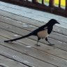 🐦 Gerald Hough 🐦's profile picture