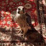 Фото профиля ھَ