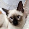 ねこくま(猫熊)🎸🕺🍒🟩 的头像