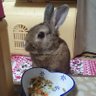 strawberryrururu profil fotoğrafı