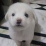 はゃん profil fotoğrafı