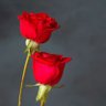 Фото профиля s ansari