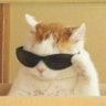 Not Chiku profil fotoğrafı