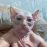 TonyAxe profil fotoğrafı