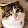 gunk's profile picture