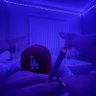 shiraz profil fotoğrafı