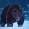 Heisenbear 🔻 的头像