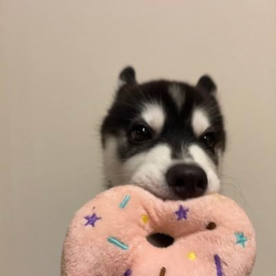 おとび💥シベリアンハスキー🐺(カイヌシ:ナルコ)'s profile picture