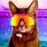 Grey Cat Crypto profil fotoğrafı