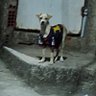 Spes profil fotoğrafı