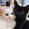 Liss profil fotoğrafı