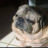 Marina Brasil nona conta's profile picture