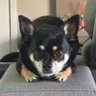 The Dog Investor's profile picture