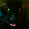 Profilbild von MaDDaM