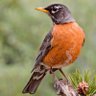 Profilbild von Robin