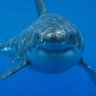 Фото профиля WarShark Productions