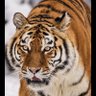Фото профиля Abdalrhman 🐅
