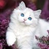 Profilbild von Claudia🦋🌸🏵🏵🌿account/conta de fan