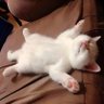 $DED CAT's profile picture