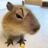 Фото профиля Capivara Baiana Promax
