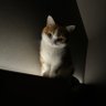 カズタコズ 的头像
