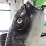 えびす's profile picture