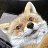 I kick foxes's profile picture