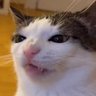 Strixy's profile picture