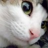 ふじねこ 🐾 的头像