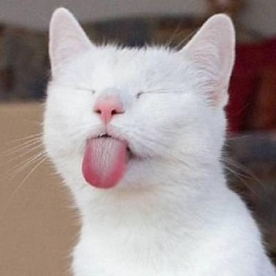 elff 🐦's profile picture