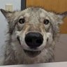regos's profile picture