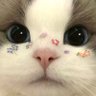 yaudamaap🕊️ profil fotoğrafı