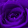 Фото профиля 🟣 Purple Rose