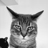 Profilbild von Lolô