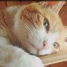 ちょびすけ profil fotoğrafı