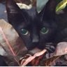 Deo Fretus's profile picture