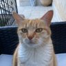 Chat Qui Touite 的头像