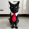 Pépito profil fotoğrafı