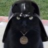 boonmarrow's profile picture