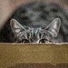 GATO OBSERVADOR's profile picture