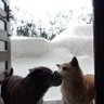 ありがと 的头像
